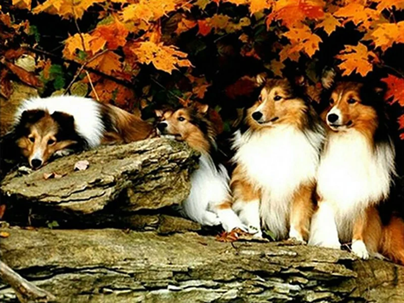 5d Сделай Сам Алмазная картина догзаказная роспись животных полный укроп мозаика вышивка крестиком вышивка украшение домашний декор