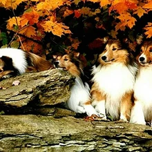 5d Сделай Сам Алмазная картина догзаказная роспись животных полный укроп мозаика вышивка крестиком вышивка украшение домашний декор