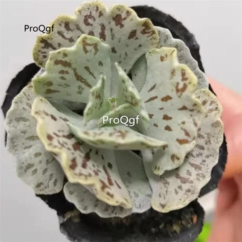 

Ngryise 3Pcs a Set Kalanchoe rhombopilosa