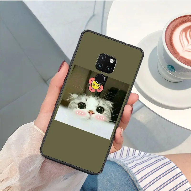 Cute funny funny kitten cat