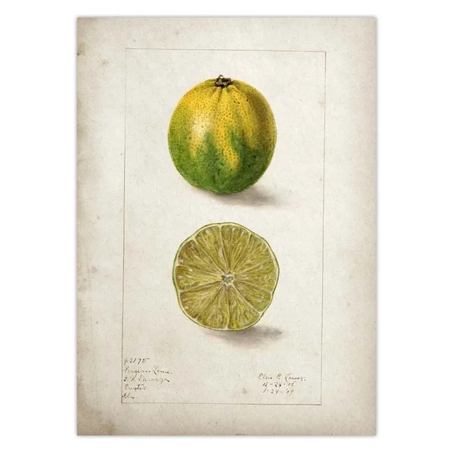 Fruit-Kitchen-Poster-Vintage-Poster-Antique-Pear-Apple-Orange-Pineapple-Wall-Art-Decorative-Picture-Kraft-paper.jpg_.webp_640x640 (11)