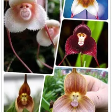 Красивая Орхидея с лицом обезьяны плантаты, несколько сортов бонсай растения Планты для дома и сада-100 шт флореслинг