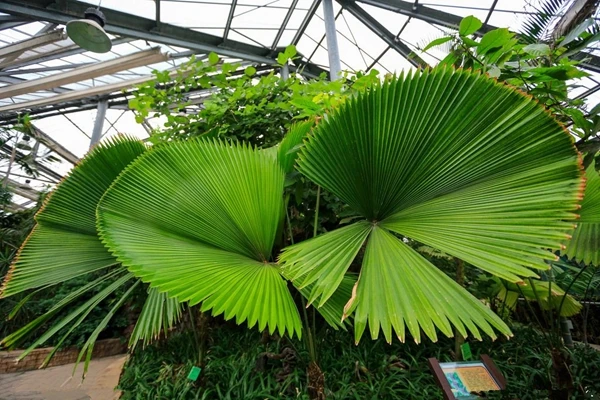 Комнатные растения Редкие Chrysalidocarpus Lutescens домашний декор бонсай Areca пальмовые горшки бабочки пальмовые растения бонсай 5 шт