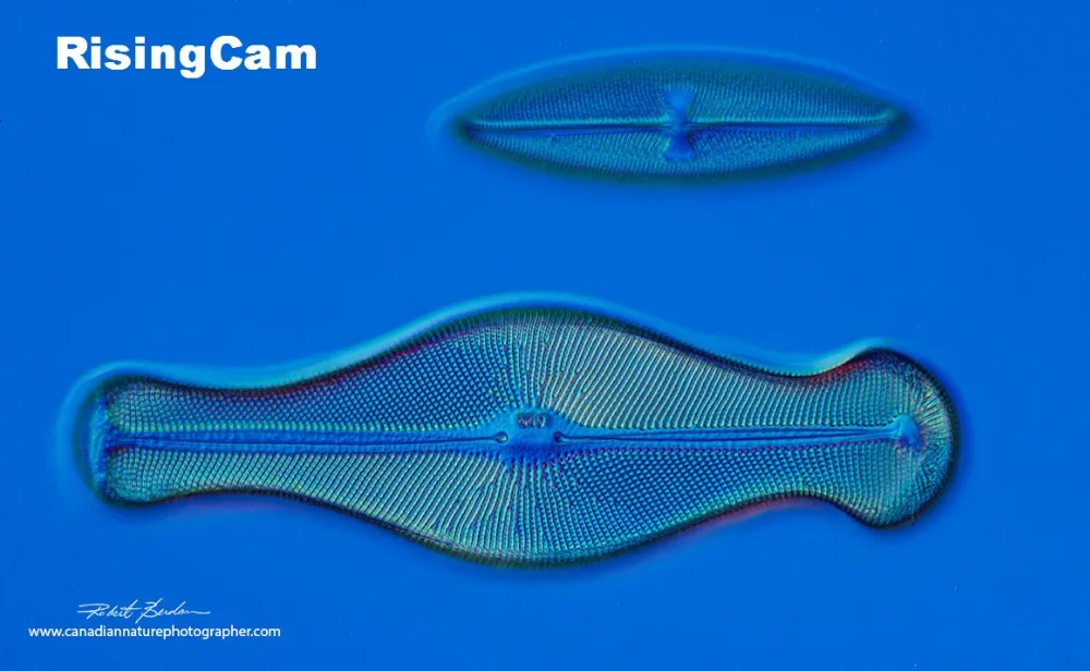 RisingCamAug16_14_1160