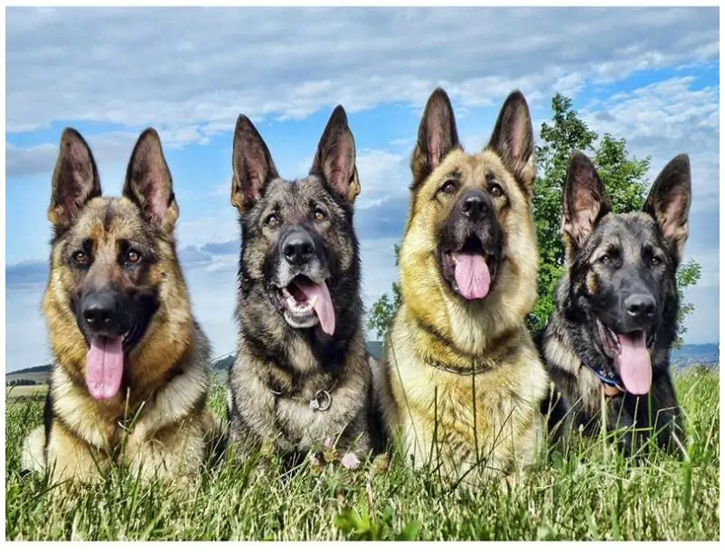 Алмазная вышивка husky картина из квадратных страз с изображением собак 5d животных