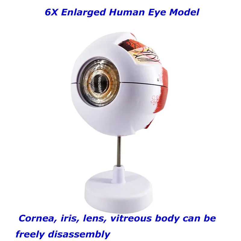 6X-b-y-t-lm-nsan-g-z-anatomik-modeli-anatomik-olarak-do-ru-g-z.jpg