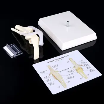 

Dog Canine Knee Joint Model Veterinary Teaching Research Skeleton Animal Display Halloween