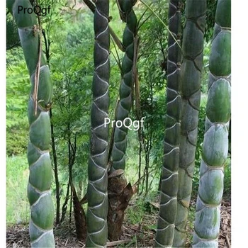 

Prodgf 1000Pcs A Set Phyllostachys heterocycla