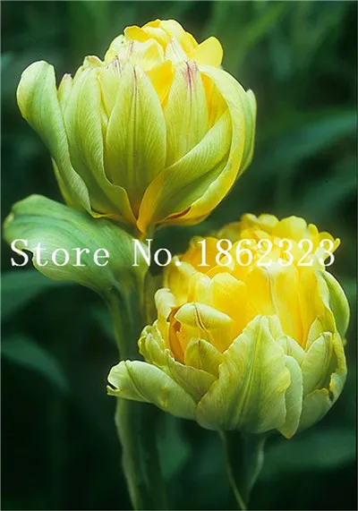 100 шт тюльпан цветок, тюльпан agesneriana, ароматический цветок горшечные растения самые красивые красочные тюльпаны Многолетние растения сад - Цвет: 23