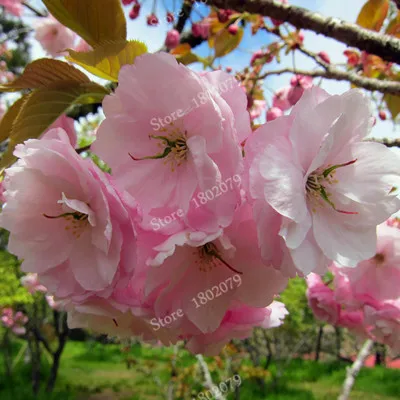 15 шт./пакет, редкие Sakura flores, Вишневое дерево растения, в японском стиле, большая сорта бонсай растения для дома и сада - Цвет: 10