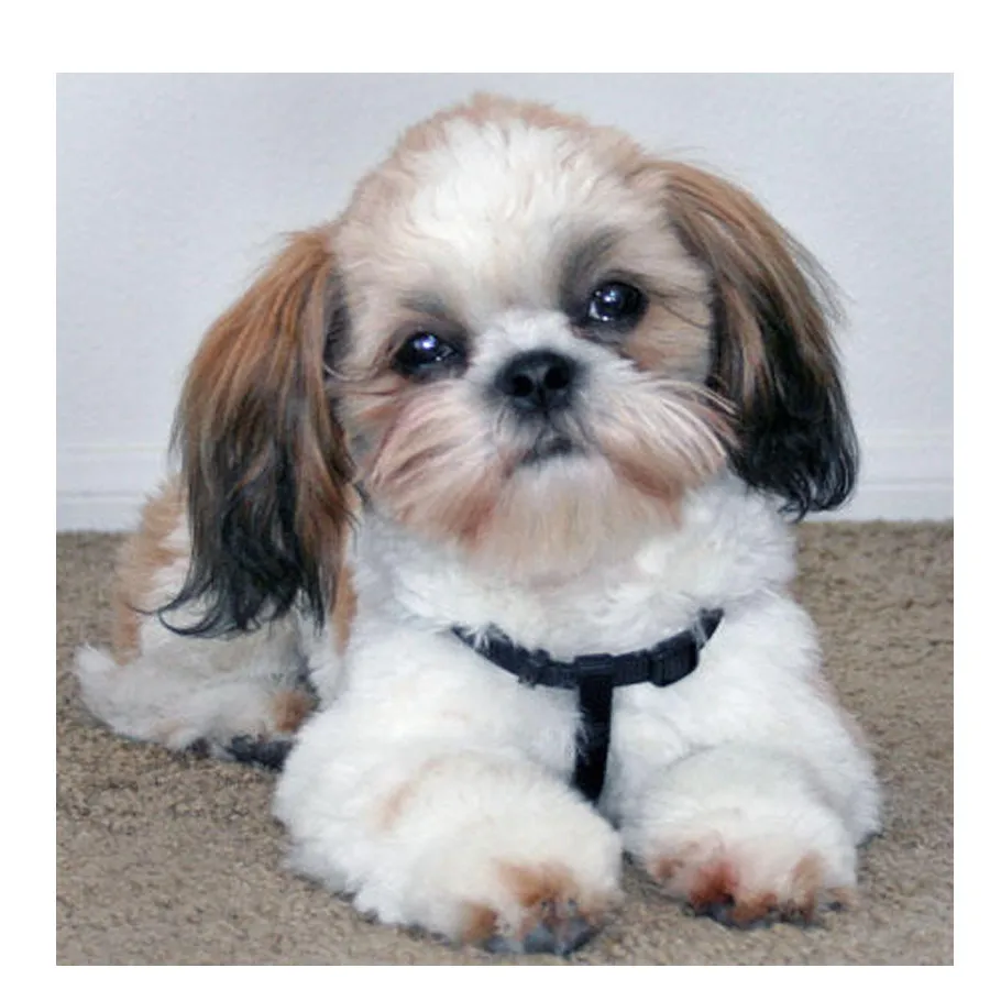 Shih Tzu dog сделай сам ручная работа алмазная живопись животное 5D полный квадрат