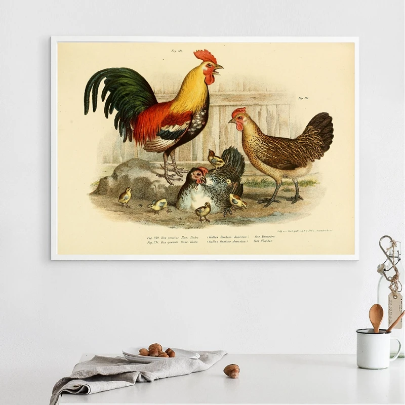 Винтажный холщовый постер Gallus Bankiva Red junglefowl Java Javanian с рисунком цыплят иллюстрация