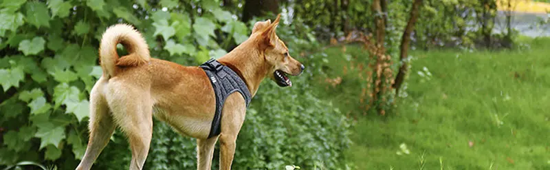 6c4290ac-49f4-42df-944c-d0c011bb8ac1.__CR0,0,970,300_PT0_SX970_V1___