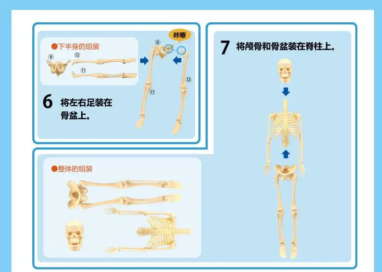 Модель скелета человека diy Сборная модель научный эксперимент игрушки обучающие средства