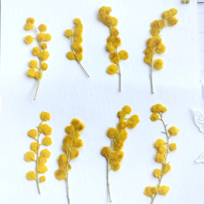 60 шт. прессованный высушенный Albizia Durazz с уплотнением для эпоксидной смолы кулон ожерелье ювелирных изделий ремесла Сделай Сам аксессуары