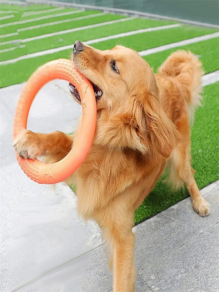 anneau chien dressage orange golden retriever