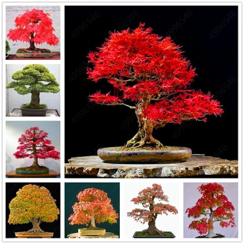 

Plant Bath Salts 120Pcs Mini Red Maple Essence ZWPZ-11