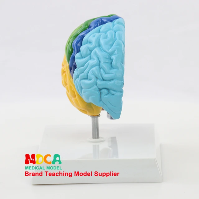Kmart AR Anatomy Professional Model Brain Unboxing Kmart, 52 OFF