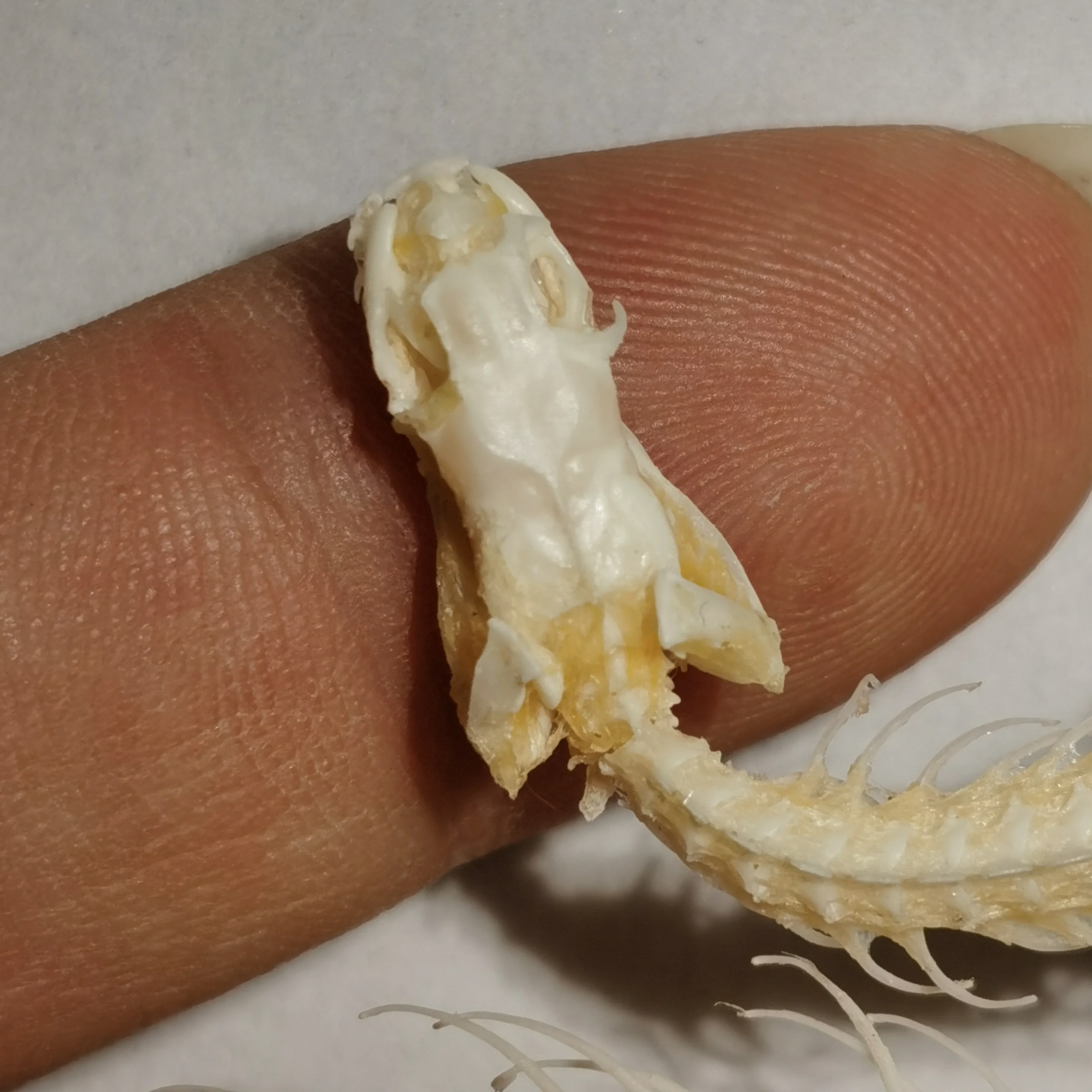 Snake skeleton/real bone/fixed/Red-backed rat-snake 3