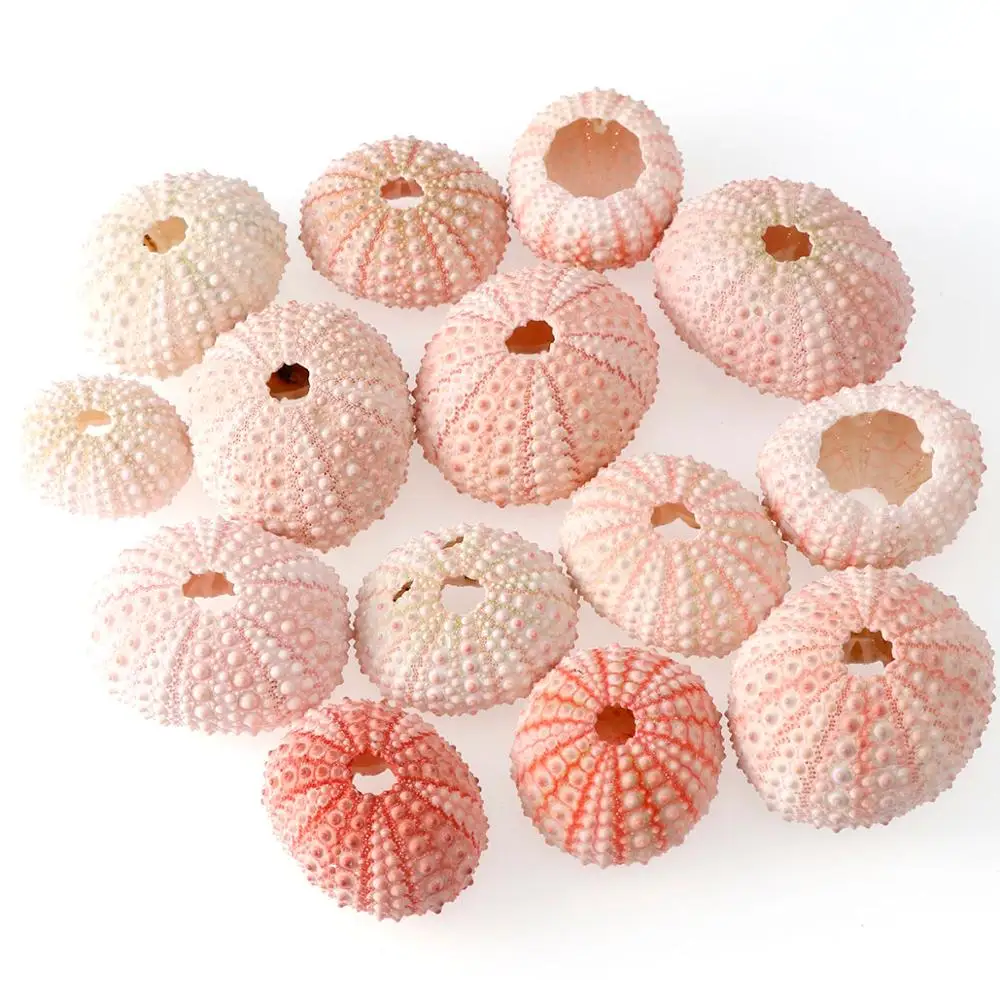 Натуральные маленькие 2/4/6 предметов, розовый морской еж оболочки с морскими звездами пляжное свадебное украшение в прибрежных районах декорация Морская раковина