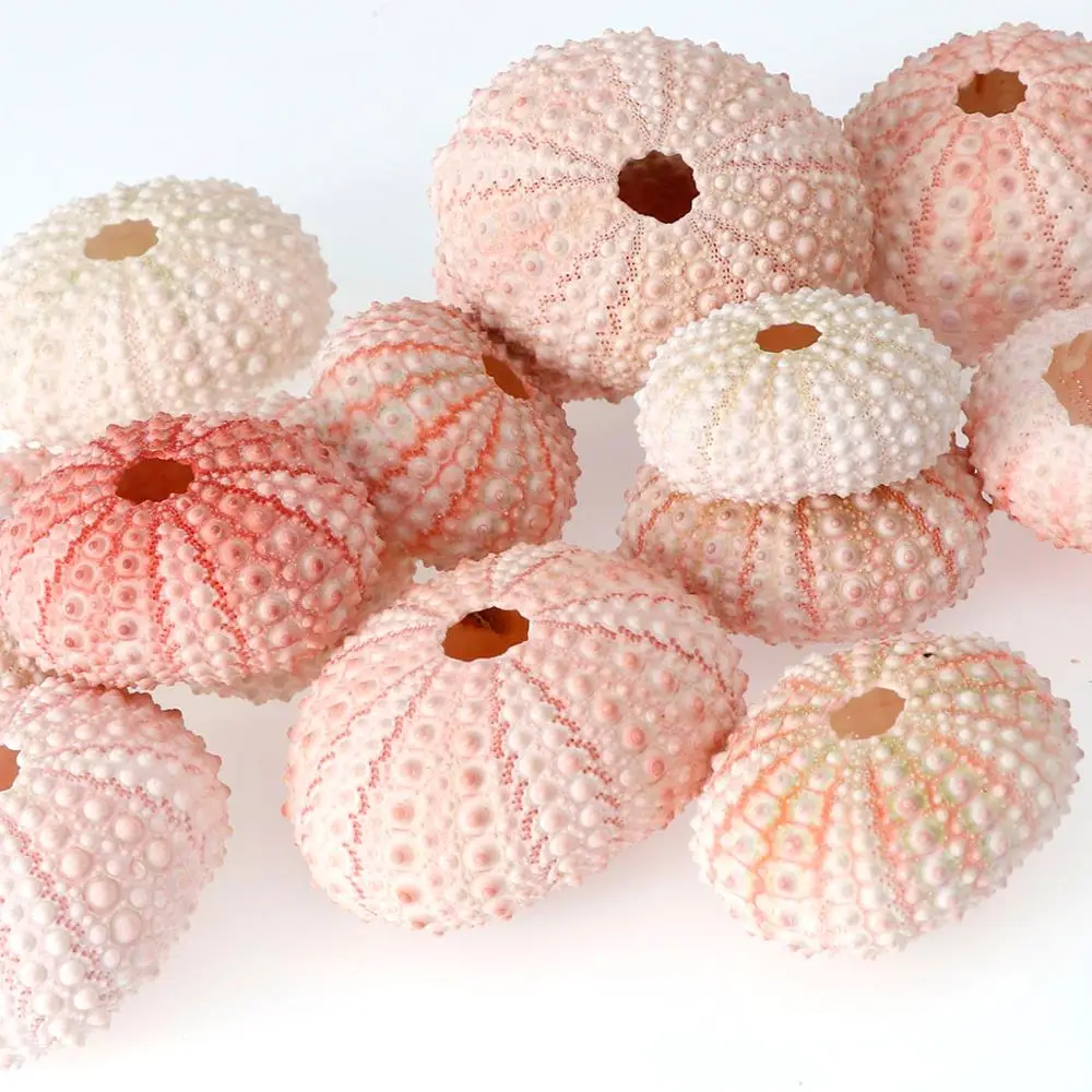 

2/4/6Pcs Random Size Pink Natural Sea UrchinShell Conch Design Window Starfish Gift Table Fish Tank Home DIY Decoration 3-5cm