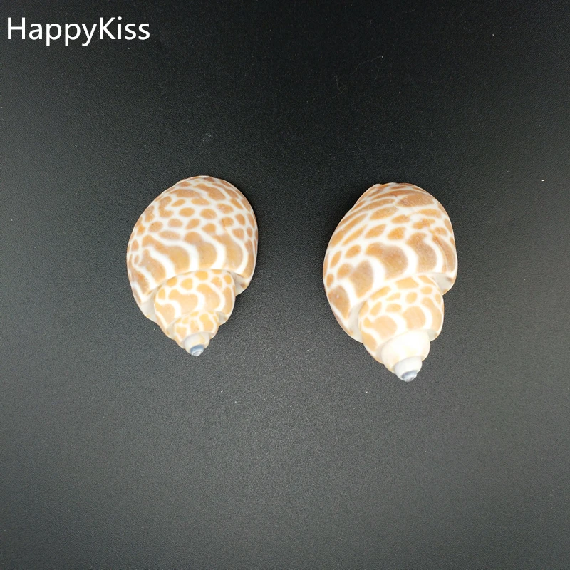 HappyKiss 2pcs big Natural conch shells bandits screw drift seafish accessories platform microscopic potted creative sea conch