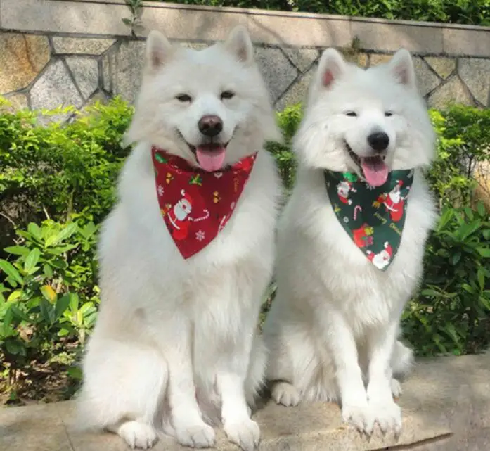 Title 24, 50pcs/lot Christmas Pet Dog Puppy Cat Cotton ...