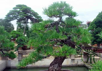 

Podocarpus Macrophyllus Yew-Plum Pine Luo Han Song