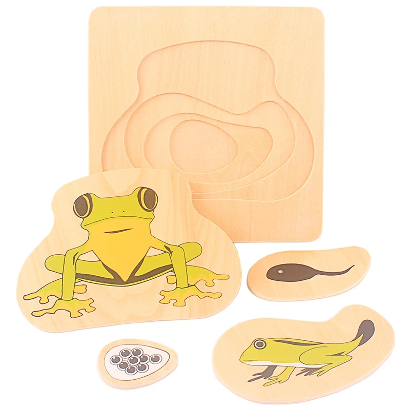 Wood Frog Life Cycle