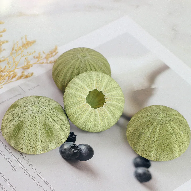 

New 10pcs/lot Natural Small green Sea Urchin Natural Shell Conch Ocean Wedding Decorate Home Accessorie sea sear natural crafts