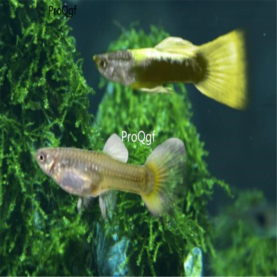 Ngryise 2 шт набор Poecilia reticulata