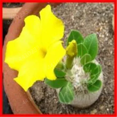 Распродажа! Новые 5 шт смешанные настоящие Adenium obesum пустынные розы цветы для дома и сада Семена бонсай растения для заказа образца - Цвет: 4