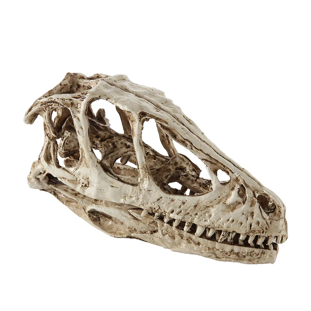 Nagy Pontosságú Tanítási Modell Dinoszaurusz Koponya Velociraptor Fosszilis Gyanta Polson Szobor Csontváz Figura - Image 6