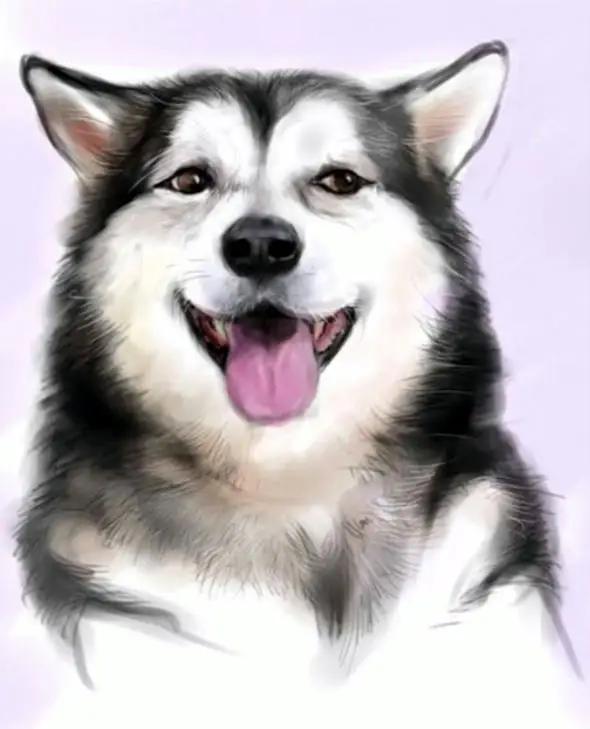 5D Diy Diamond Painting Dog 3D Embroidery The Puppy Smiles Mosaic Drawings Husky Paintings Pokemon Animal Picture | Дом и сад