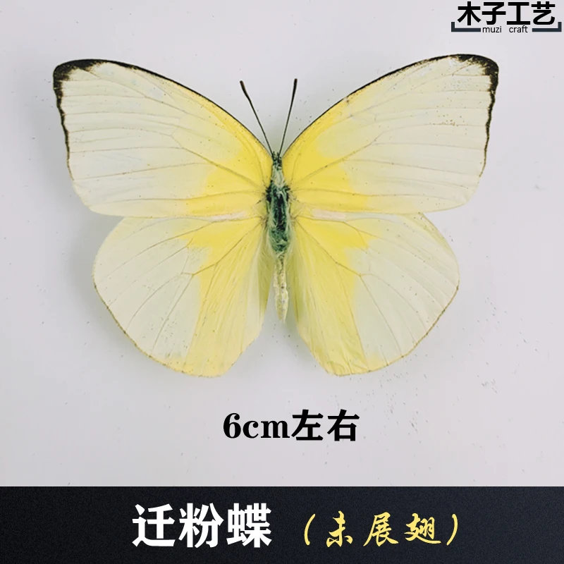 Real Butterfly Specimen Insect Specimen Teaching Specimen DIY Self-sealing Bags Optional Varieties  home accessories