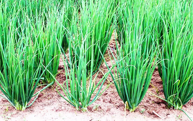 100 шт Allium Fistulosum бонсай многолетний растительный бонсай японский пучок лук органический овощ, бонсай для домашнего сада