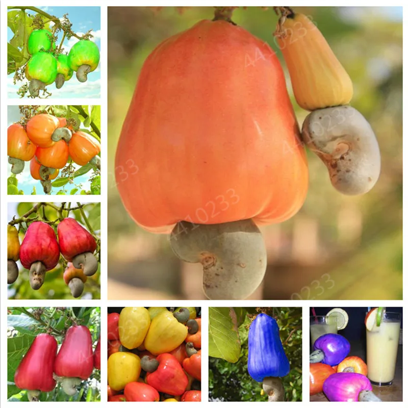 

Hot sale！Garden Plant 5 PCS Cashew Tree Seeds, Anacardium Occidentale, Rare Tropical Plant Tree fruit Seeds Free Shipping
