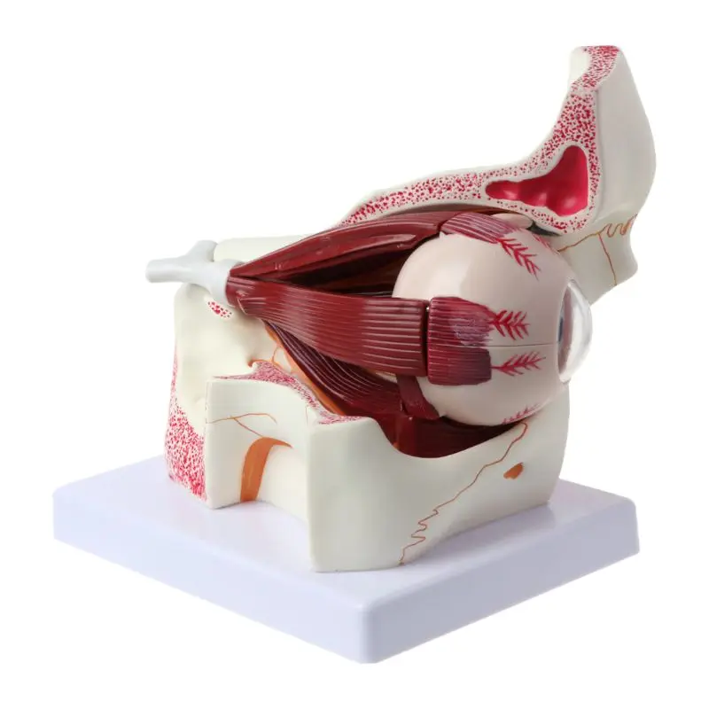 

3 Times Human Eyeball and Eyelid Skeleton Model Orbit Anatomical Study Display Teaching Resource Tool