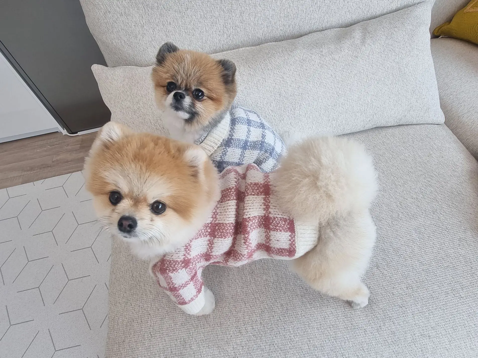 Trend Brand Dog Sweater: High-end Luxury Warm Double-layer Pet Clothes  Corgi Pomeranian Small and Medium-sized Dog Supplies!  - AliExpress