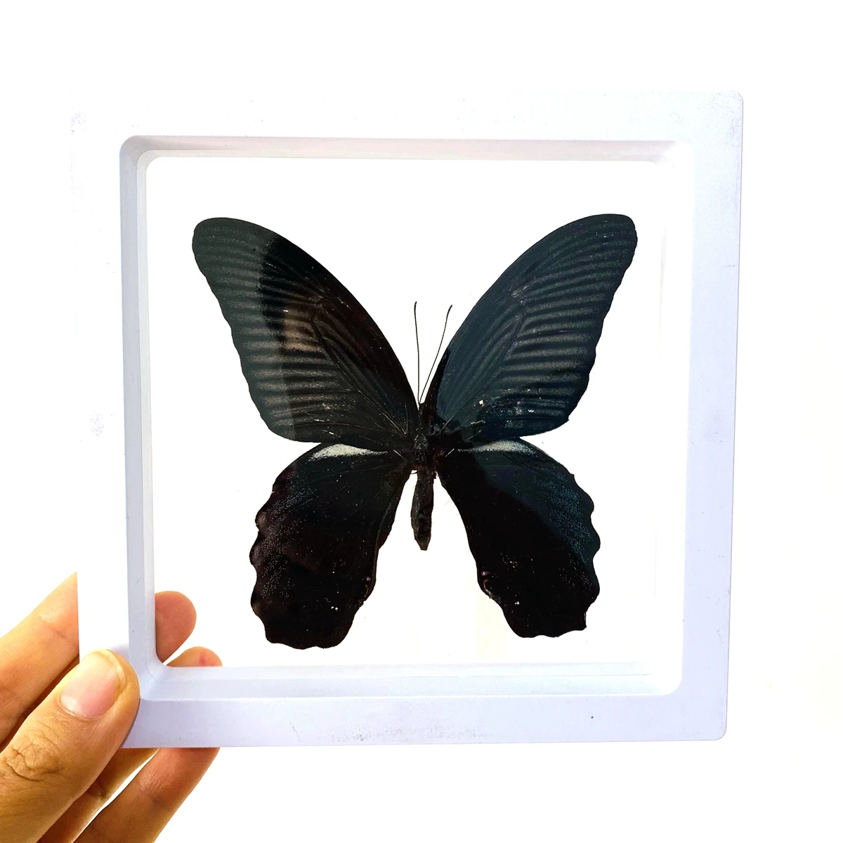 Big Real Butterfly Specimen Holiday Gift Modern Simple Creative Desktop Decoration Picture Frame Specimen Birthday Gift Home Dec