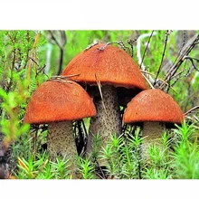 Amazon Istiridye Mantari Yetistirme Hobi Kiti Fiyati