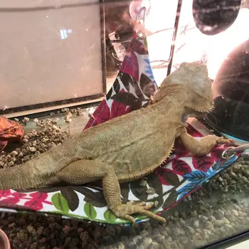 

Reptile Hammock Breathable Canvas Lizards Hammock Lounger Swing Reptile Toy Hanging Bed Mat For Geckos Snakes Reptile Supplies