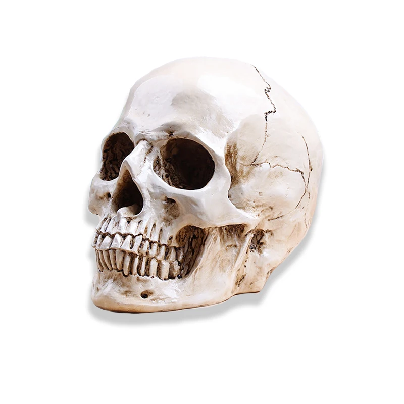 

Human Skull Replica Resin Model Medical Realistic lifesize 1:1