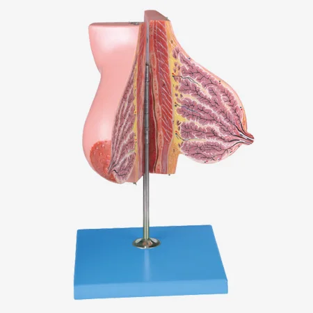 

Молочная железа в период лактации, анатомическая имитация женской груди