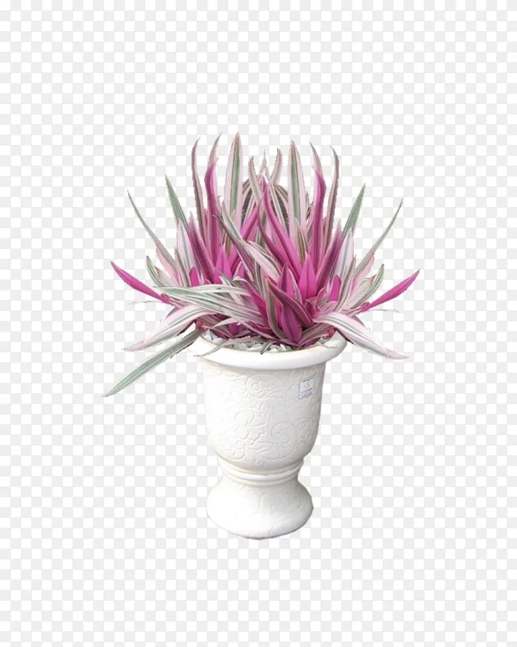 紫露草 三色 花盆观赏植物摩西在摇篮河内 莱泰png图片素材免费下载 图片编号 Png素材网
