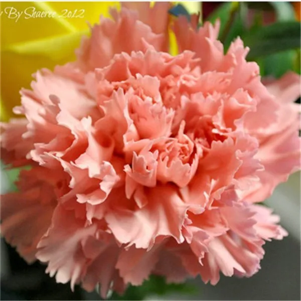 carnation (16)
