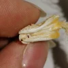 Snake skeleton/real bone/fixed/Red-backed rat-snake 2