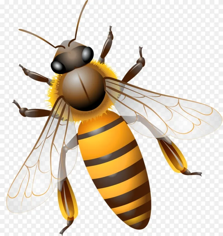 蜜蜂 飞蜂png图片素材免费下载 图片编号 Png素材网