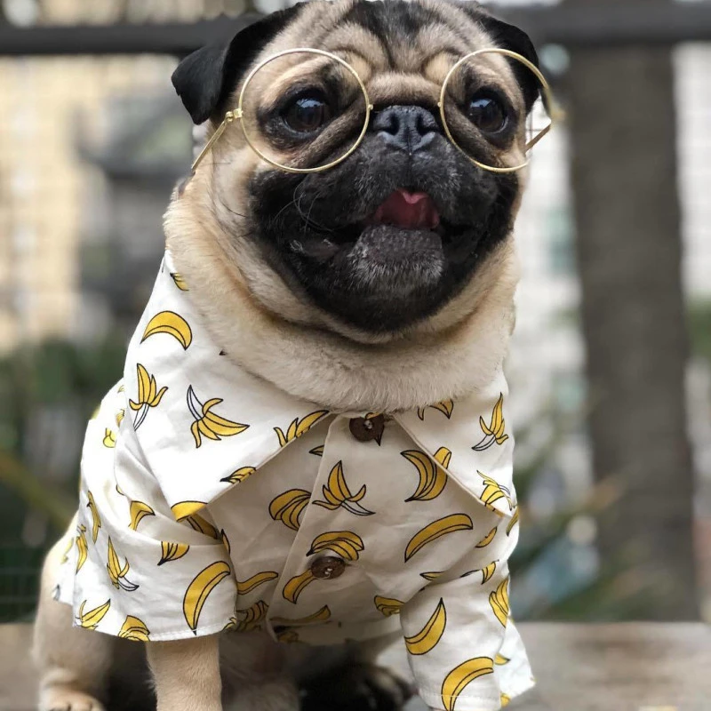 Camisa de Bulldog Francés, ropa de perro Pomeranian, Bichon, Schnauzer, Welsh, Corgi, Inu, disfraz de verano, envío directo|Camisetas de - AliExpress