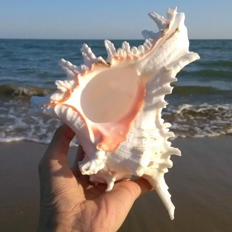 1 Sea conch Furnishing Marine Decoration 18-22cm Big Conch Natural Ornaments Shell Wedding/Festival/Party Decoration Great Gift 1 Sea conch Furnishing Marine Decoration 18-22cm Big Conch Natural Ornaments Shell Wedding/Festival/Party Decoration Great Gift